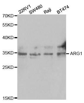 ARG1 antibody