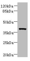 Arg2 antibody