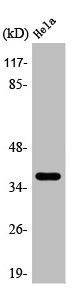 ARG2 Antibody