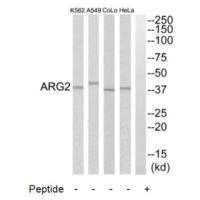 ARG2 antibody