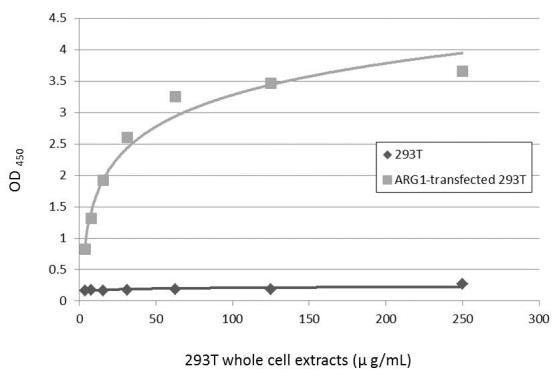 arginase 1 Antibody