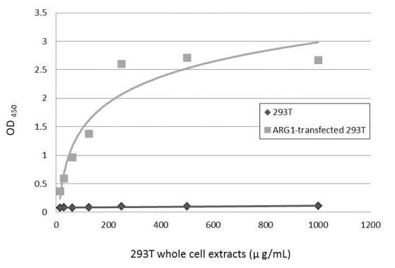 Arginase 1 Rabbit Polyclonal Antibody