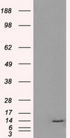 Arginase 1 (ARG1) antibody