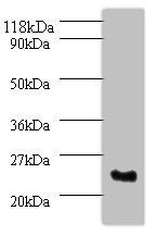 arginine-rich splicing factor 9 antibody