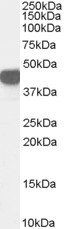 Goat anti-Argininosuccinate synthetase 1 Antibody
