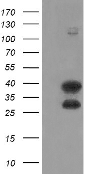 ARH (LDLRAP1) antibody