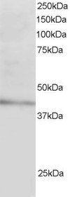 Goat anti-ARH / LDL receptor adaptor Antibody