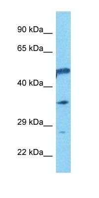 ARHG3 antibody