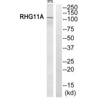 ARHGAP11A antibody