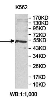 ARHGAP15 Rabbit Polyclonal Antibody