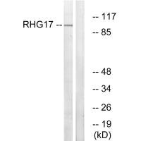 ARHGAP17 antibody