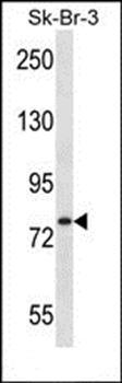 ARHGAP24 antibody