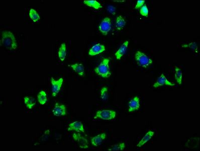 ARHGAP32 antibody