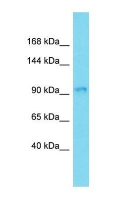 ARHGAP33 antibody