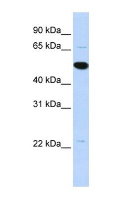 ARHGAP36 antibody