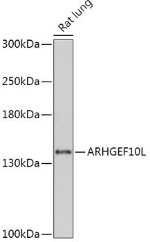 ARHGEF10L antibody