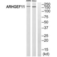 ARHGEF11 antibody