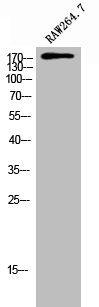 ARHGEF12 Antibody