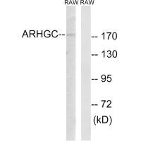 ARHGEF12 Antibody