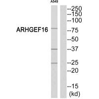 ARHGEF16 Antibody