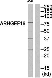 ARHGEF16 antibody