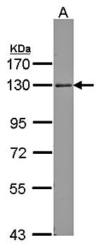 ARHGEF18 antibody