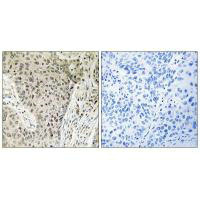 ARHGEF19 antibody