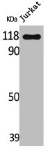 ARHGEF2 Antibody