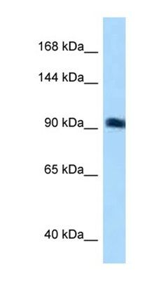 ARHGEF26 antibody