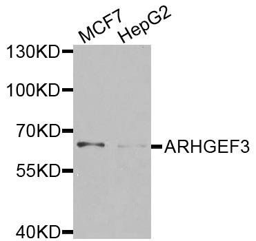 ARHGEF3 antibody