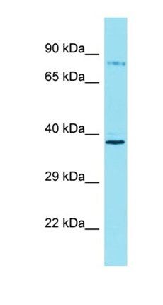 ARHGEF37 antibody