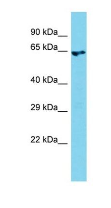 Arhgef4 antibody