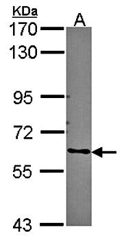 ARHGEF5 antibody