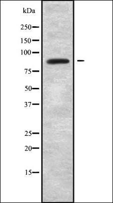 ARHGEF6 antibody