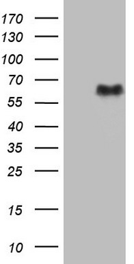 ARID1A antibody