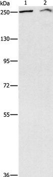 ARID1A Antibody