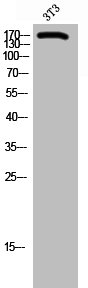 ARID1B Antibody
