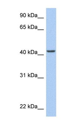 ARID3C antibody