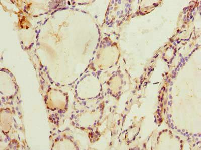 ARL11 Antibody