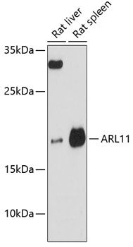 ARL11 antibody