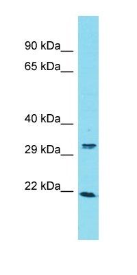 ARL13A antibody