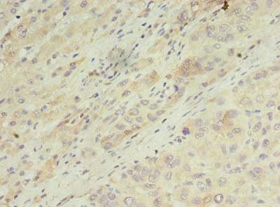 ARL14 Antibody