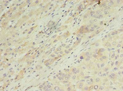 ARL14 antibody