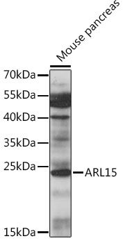 ARL15 antibody