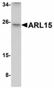 ARL15 Antibody