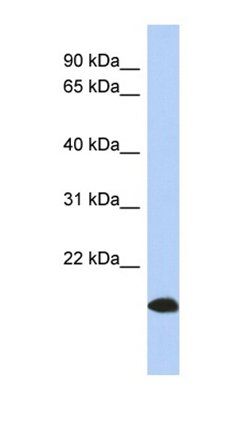 ARL17B antibody