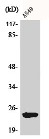 ARL2BP Antibody
