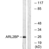 ARL2BP antibody