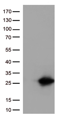 ARL4 (ARL4A) antibody