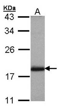 ARL4 antibody